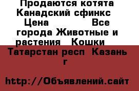 Продаются котята Канадский сфинкс › Цена ­ 15 000 - Все города Животные и растения » Кошки   . Татарстан респ.,Казань г.